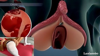 Anatomy And Biology Of Female Orgasm Captured In Video